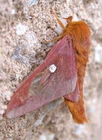Pink-striped Oakworm